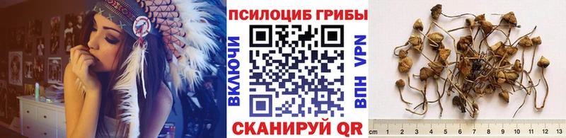 Галлюциногенные грибы Psilocybe Новокубанск